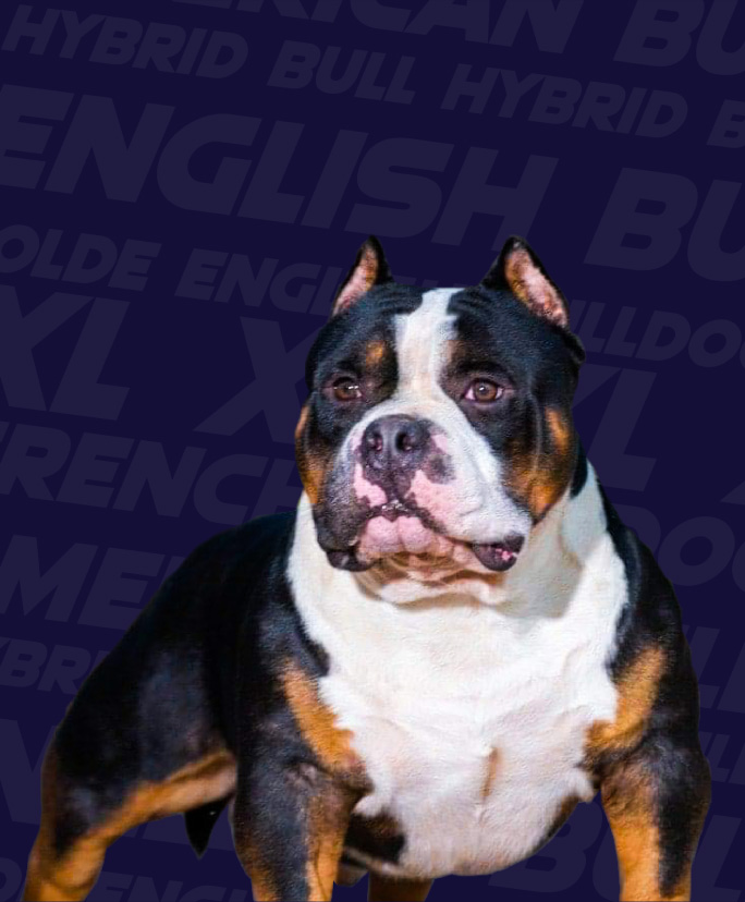 Miniature Exotic Bully Dog Registration