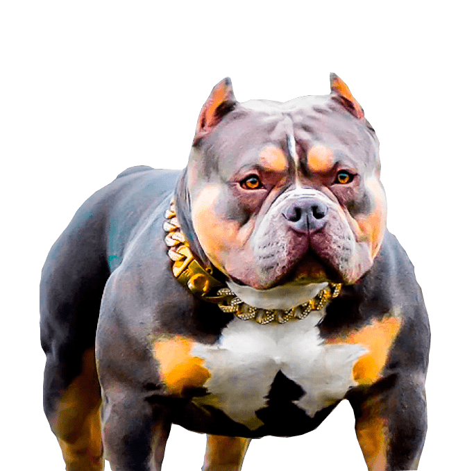 Miniature Exotic Bully Dog Registration